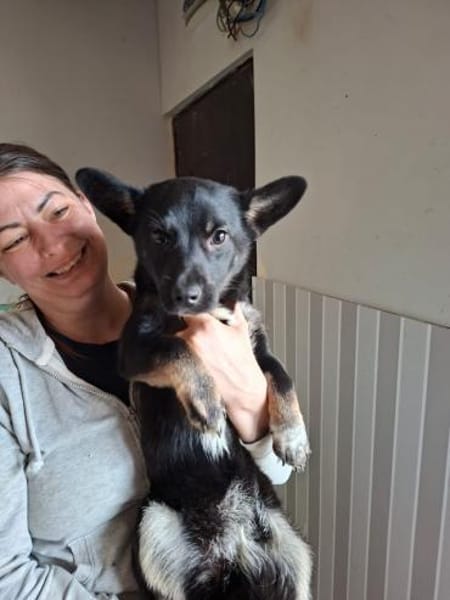 Pöfi, liebevolles Herzchen, ca. 8 Monate