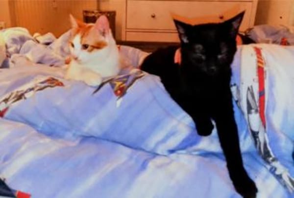 Slush, verspielter Schmusejunge, ca. 7 M