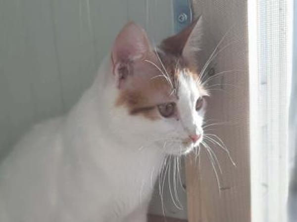 Slush, verspielter Schmusejunge, ca. 7 M