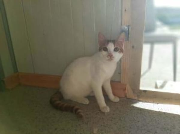 Slush, verspielter Schmusejunge, ca. 7 M