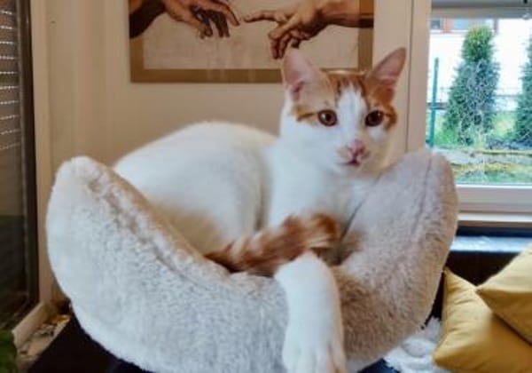 Slush, verspielter Schmusejunge, ca. 7 M