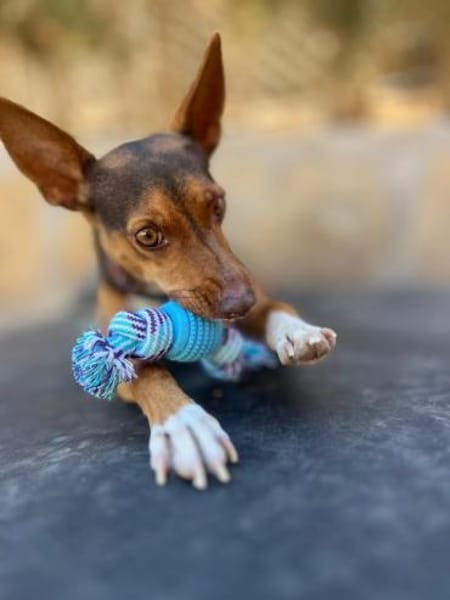 Kleopatra -  total verwahrlost gefunden