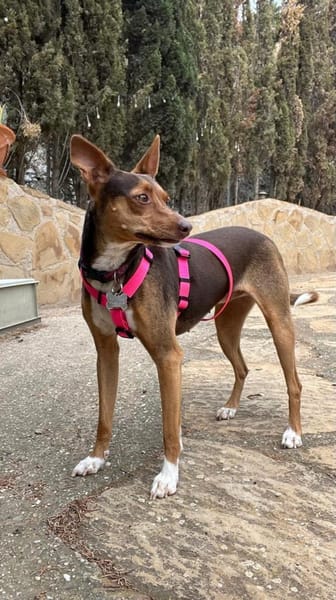 Kleopatra -  total verwahrlost gefunden