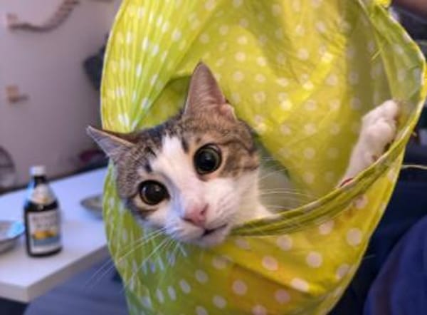 Biscuit, freundliche Schmusekatze, ca.9M