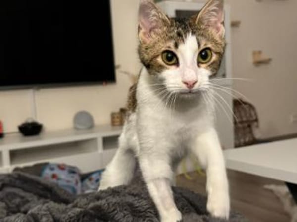 Biscuit, freundliche Schmusekatze, ca.9M