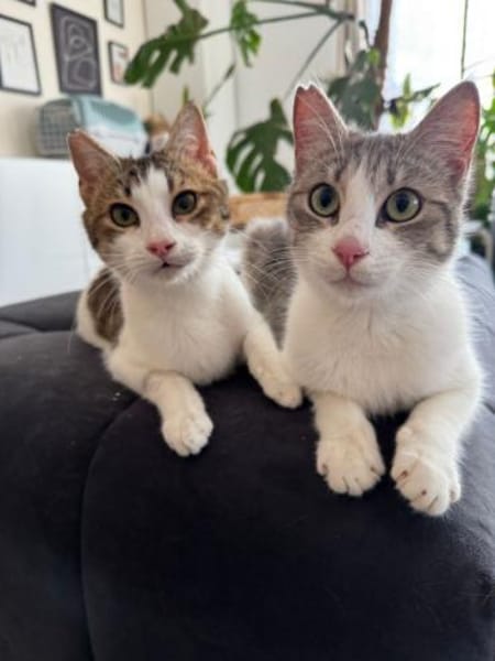 Biscuit, freundliche Schmusekatze, ca.9M