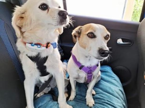 Emil, kleiner Herzenshund, ca. 14 J 5245