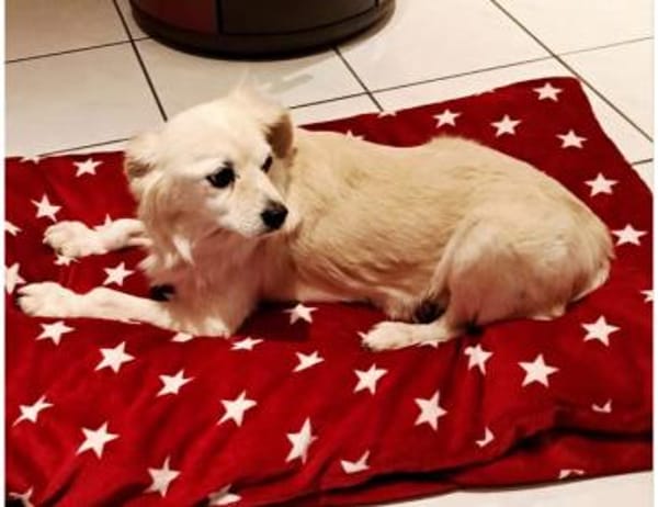 Emil, kleiner Herzenshund, ca. 14 J 5245