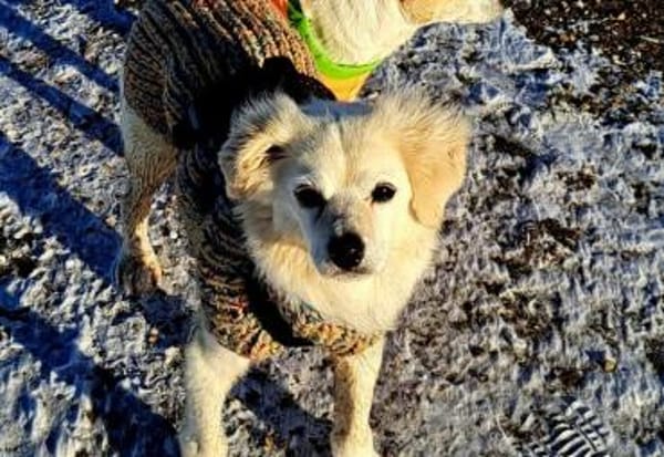 Emil, kleiner Herzenshund, ca. 14 J 5245