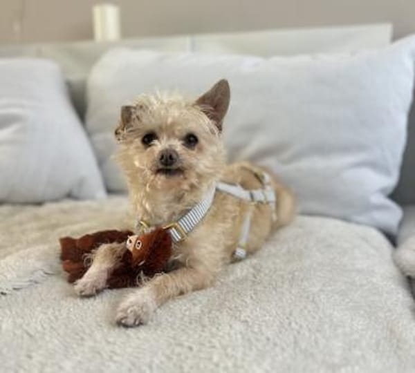 Lia, reizende Hundedame, ca. 9 Jahre