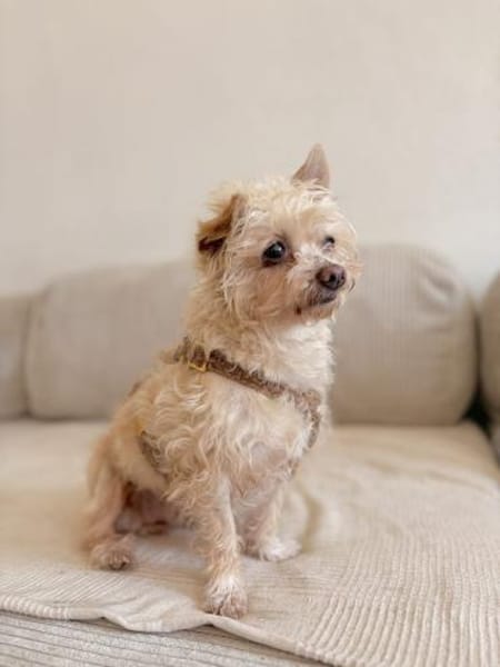 Lia, reizende Hundedame, ca. 9 Jahre