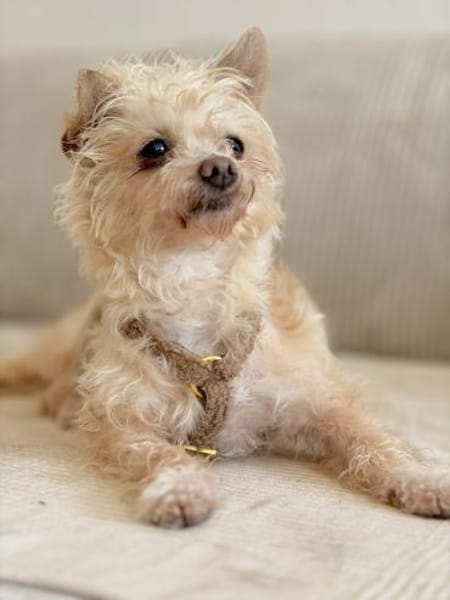 Lia, reizende Hundedame, ca. 9 Jahre