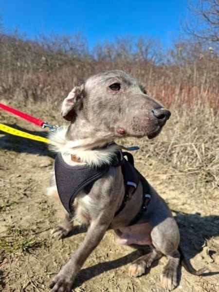 Silver, sanfter Kämpfer, ca. 3 Jahre