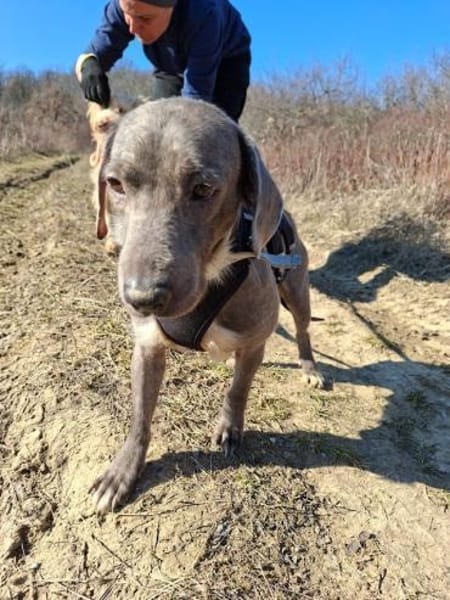 Silver, sanfter Kämpfer, ca. 3 Jahre