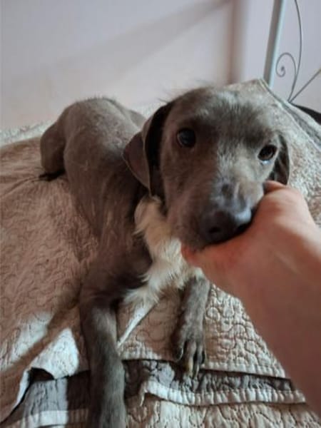 Silver, sanfter Kämpfer, ca. 3 Jahre