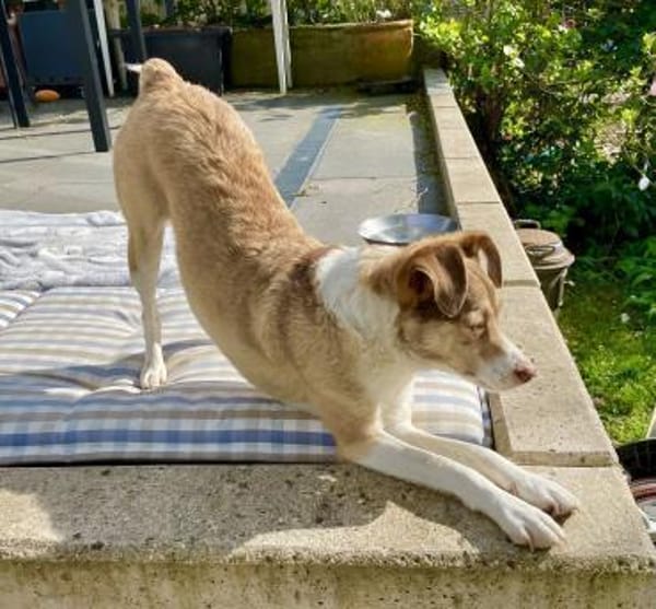 Birdy verschmust, anhänglich,zutraulich