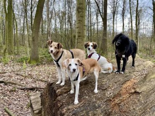 Birdy verschmust, anhänglich,zutraulich