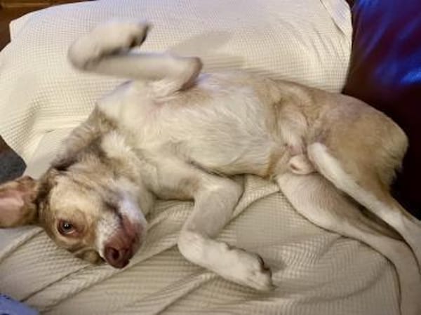 Birdy verschmust, anhänglich,zutraulich