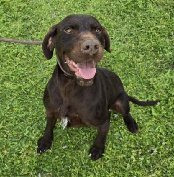 Gypsy - lernwillig und aktive Lady