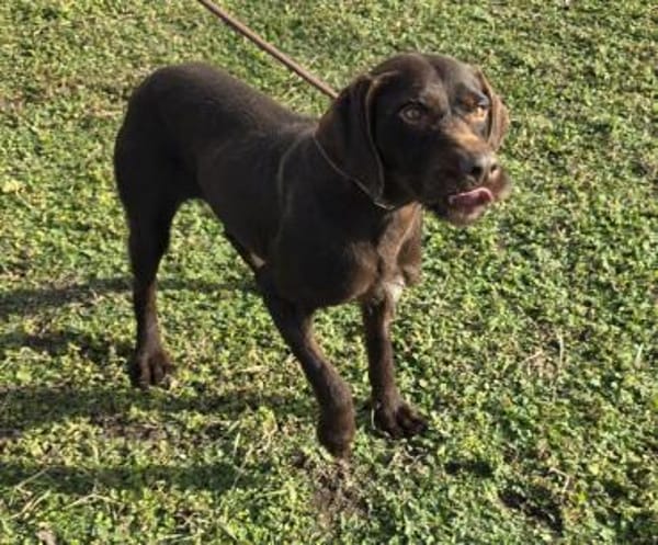 Gypsy - lernwillig und aktive Lady