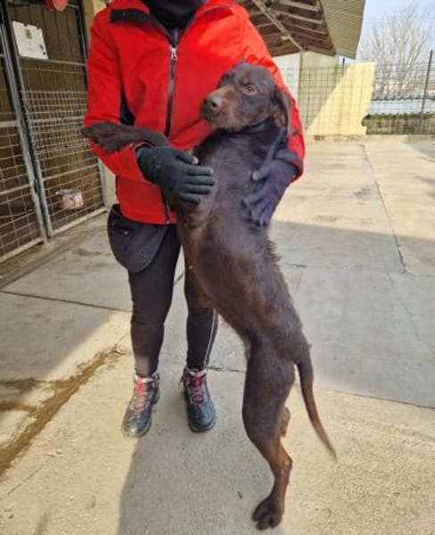 Gypsy - lernwillig und aktive Lady