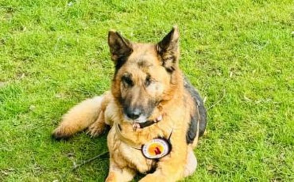 Besondere Hündin Astra sucht ihr Glück