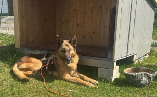 Besondere Hündin Astra sucht ihr Glück