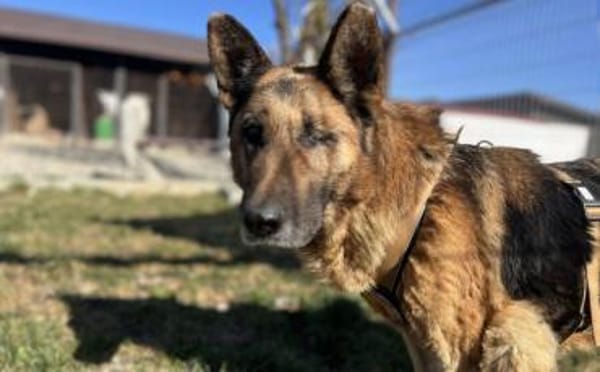 Besondere Hündin Astra sucht ihr Glück