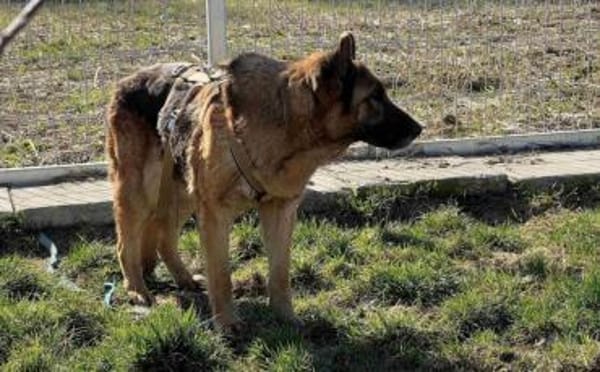 Besondere Hündin Astra sucht ihr Glück