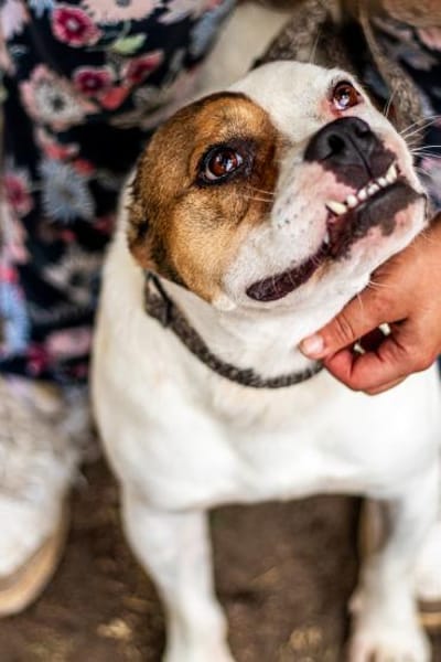 Töfi, lustige Knutschkugel, ca. 3 Jahre