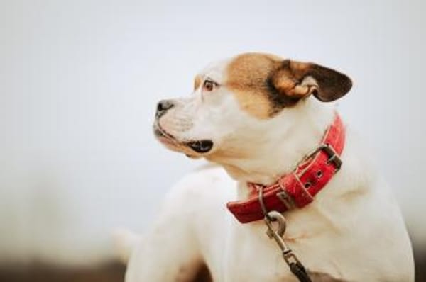 Töfi, lustige Knutschkugel, ca. 3 Jahre