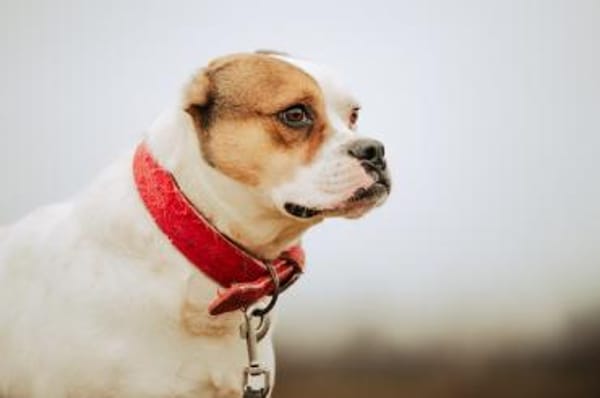 Töfi, lustige Knutschkugel, ca. 3 Jahre