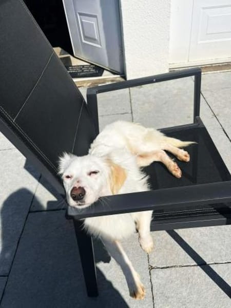 Neve ist lieb, sozial und clever