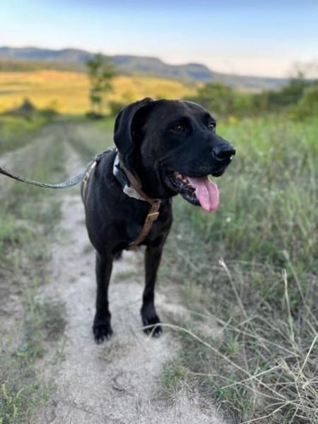 Oliver,  sanfter Schmusebär, ca. 5 Jahre