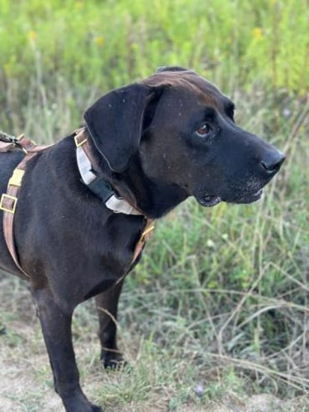 Oliver,  sanfter Schmusebär, ca. 5 Jahre