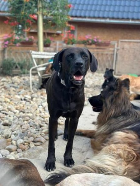 Oliver,  sanfter Schmusebär, ca. 5 Jahre