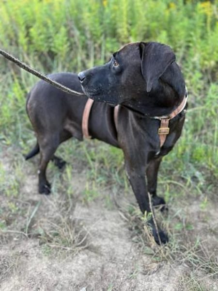 Oliver,  sanfter Schmusebär, ca. 5 Jahre