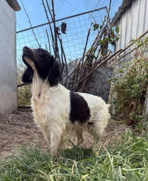 Luna  eine kleine, stolze Bretonin