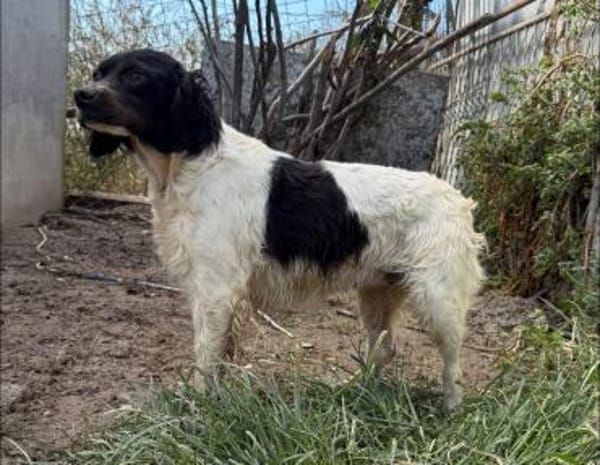 Luna  eine kleine, stolze Bretonin