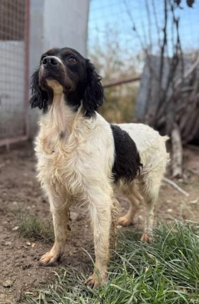 Luna  eine kleine, stolze Bretonin