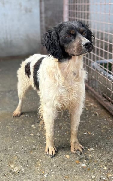 Luna  eine kleine, stolze Bretonin