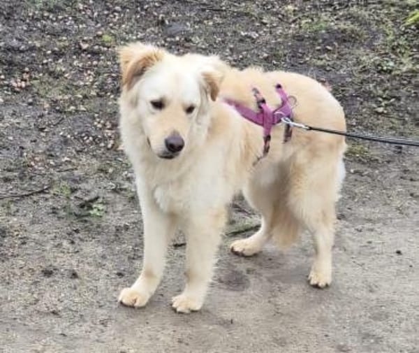 Leo (braucht Geduld,24222 Schwentinental