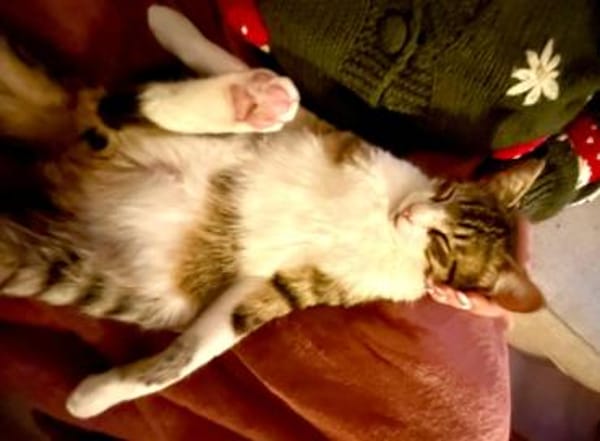 Ilex, grünäugiger Kuscheltiger, ca.10 Mo