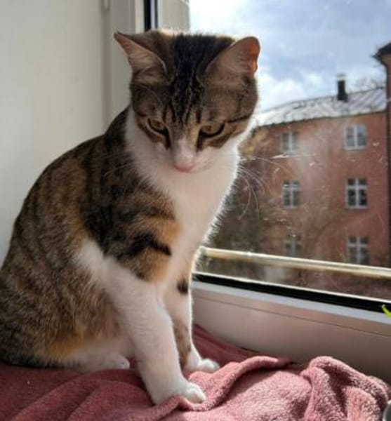 Ilex, grünäugiger Kuscheltiger, ca.10 Mo