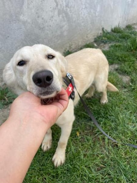 SAMA - geb. ca. 08/2022