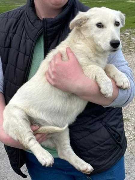 SAMA - geb. ca. 08/2022