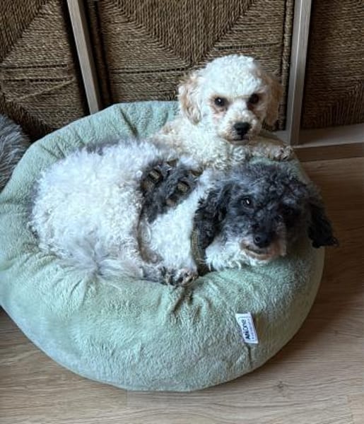 Riky in 77776  Bad Rippoldsau