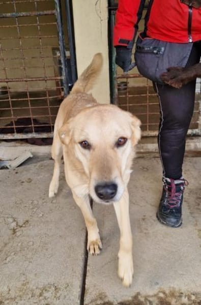 Josh Blond - treuer Kamerad