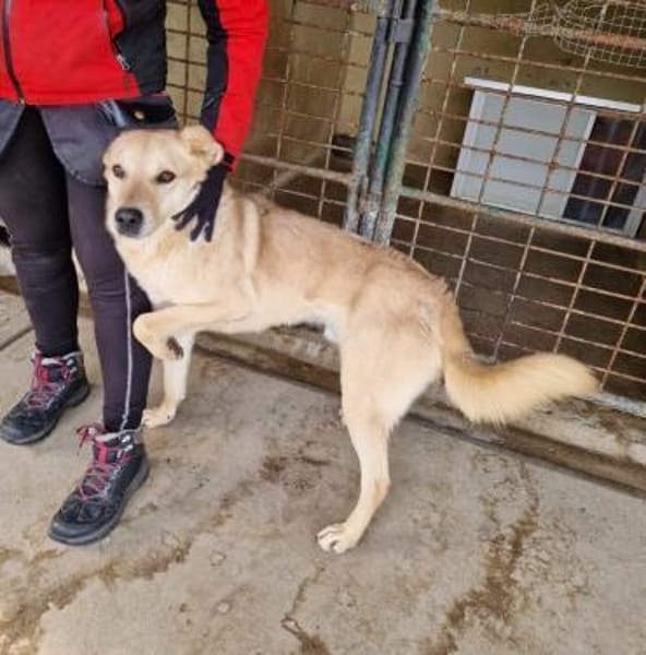 Josh Blond - treuer Kamerad