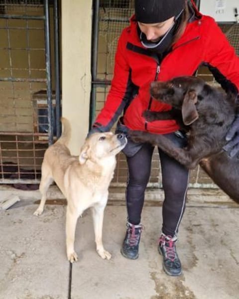 Josh Blond - treuer Kamerad